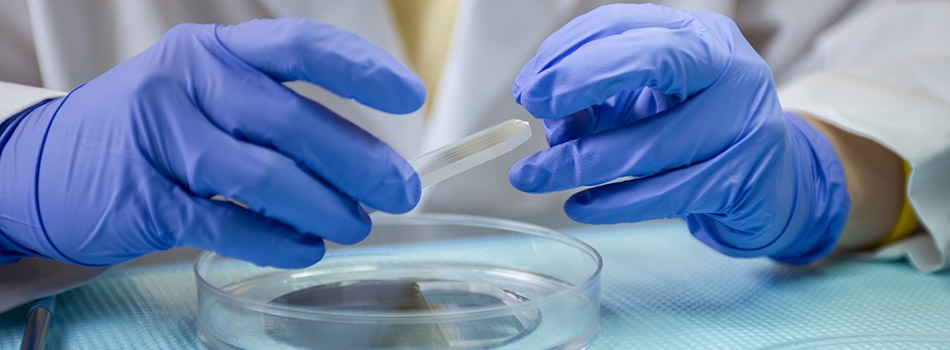 Researcher holding a petri dish